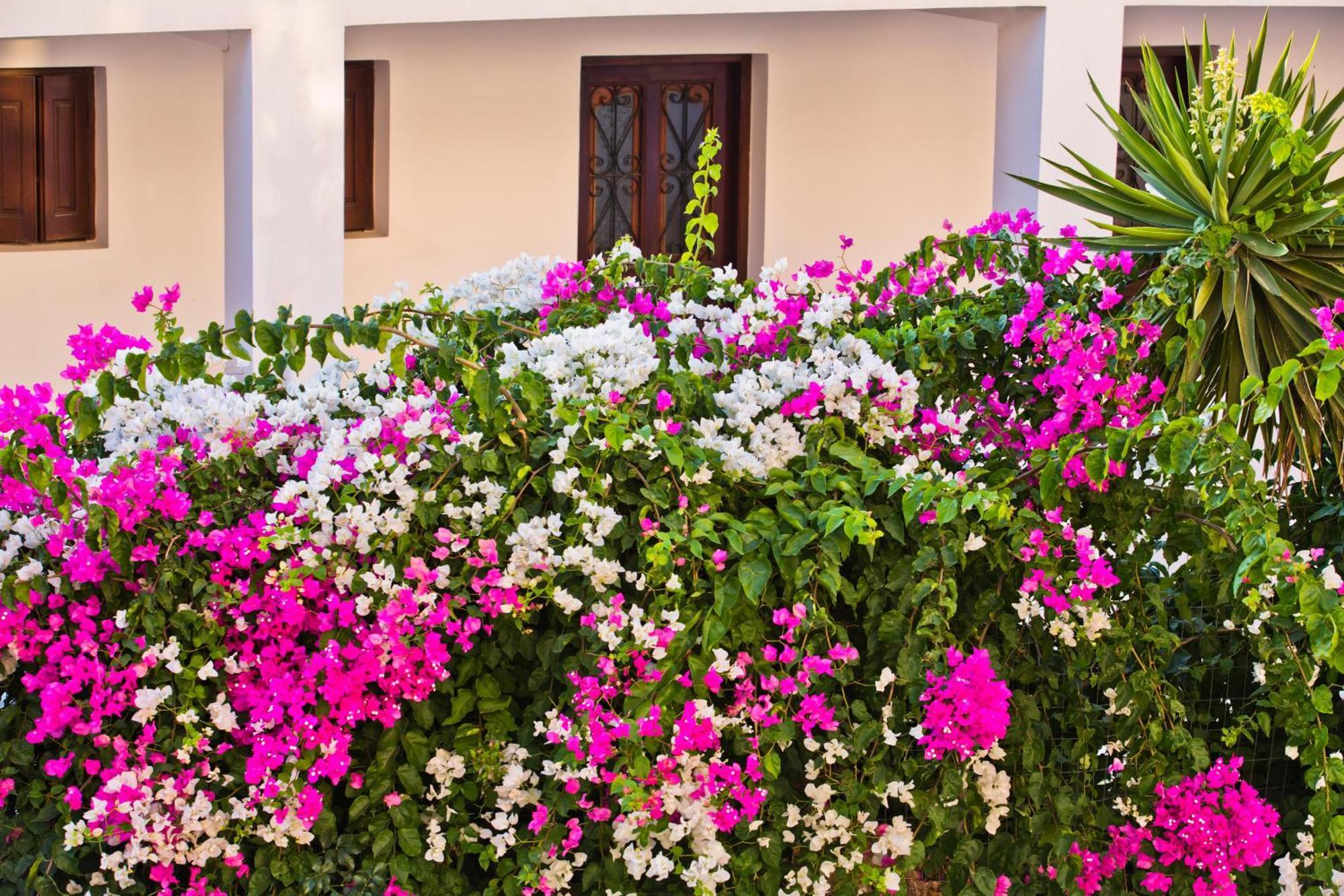 Pegasus Aparthotel Masouri Exterior photo