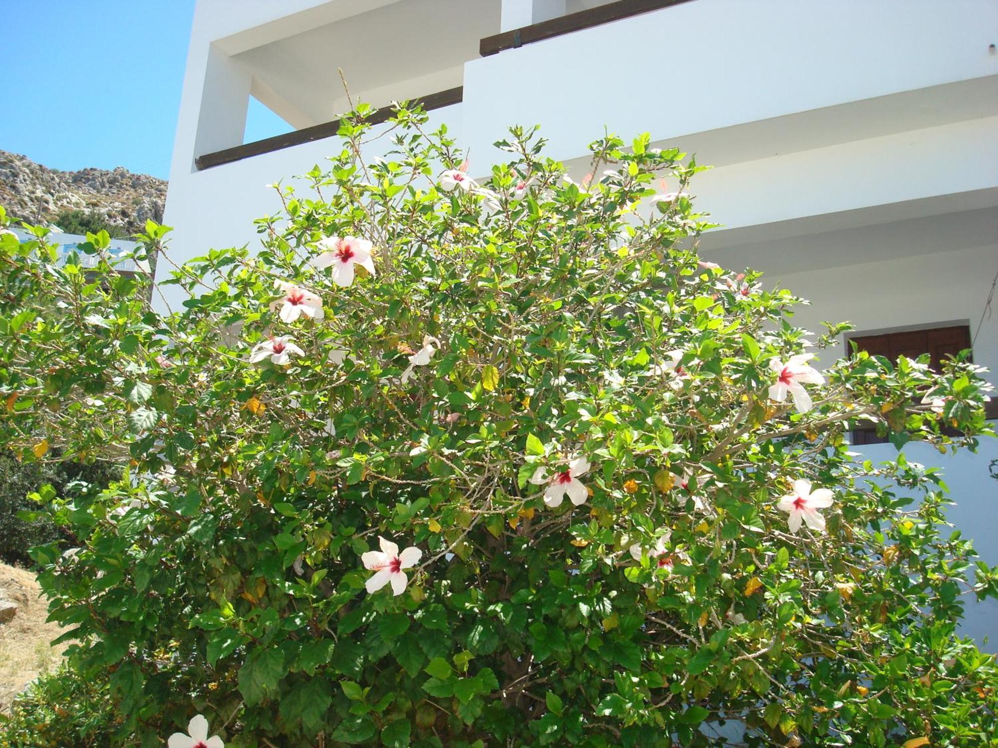 Pegasus Aparthotel Masouri Exterior photo